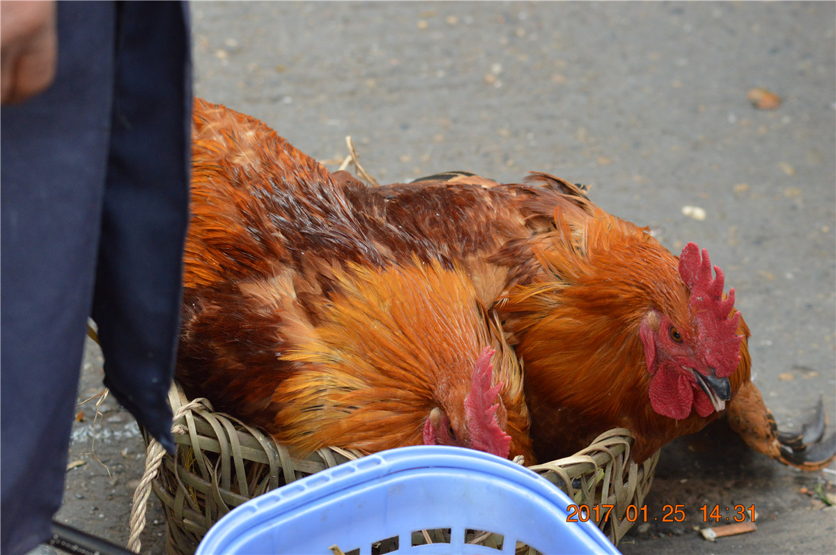 DSC_0031.JPG