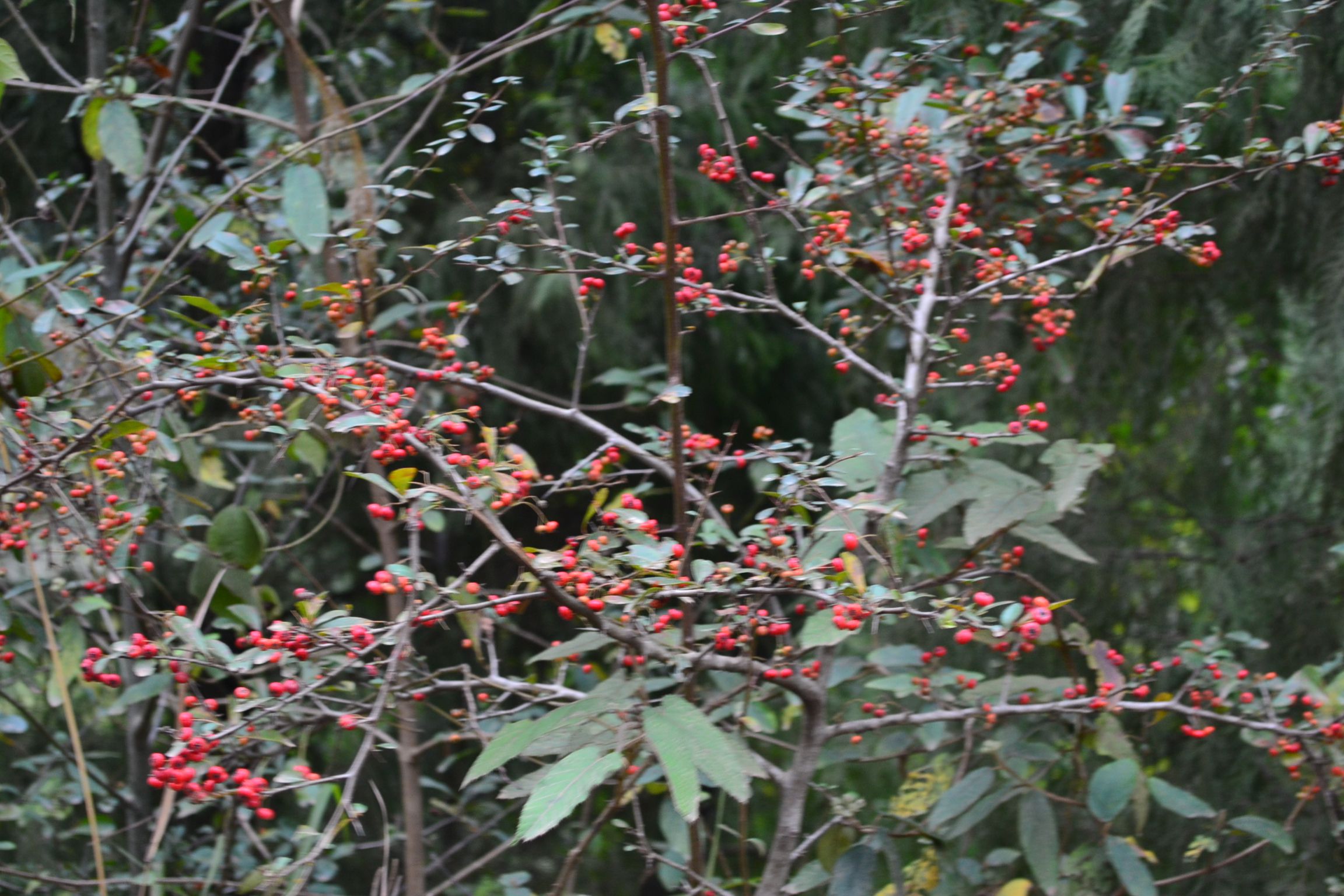 DSC_1013.JPG