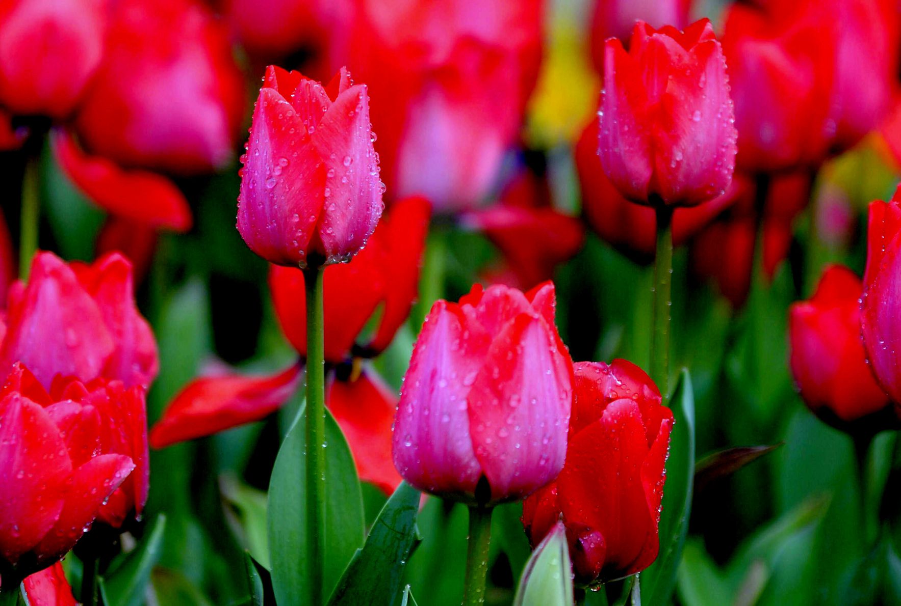 Ƭ 039.jpg
