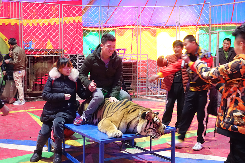 凌云山骑老虎的两男人被一女子蹬在空中