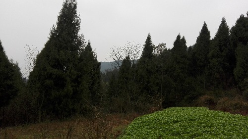 IMG_20170205_152716.jpg