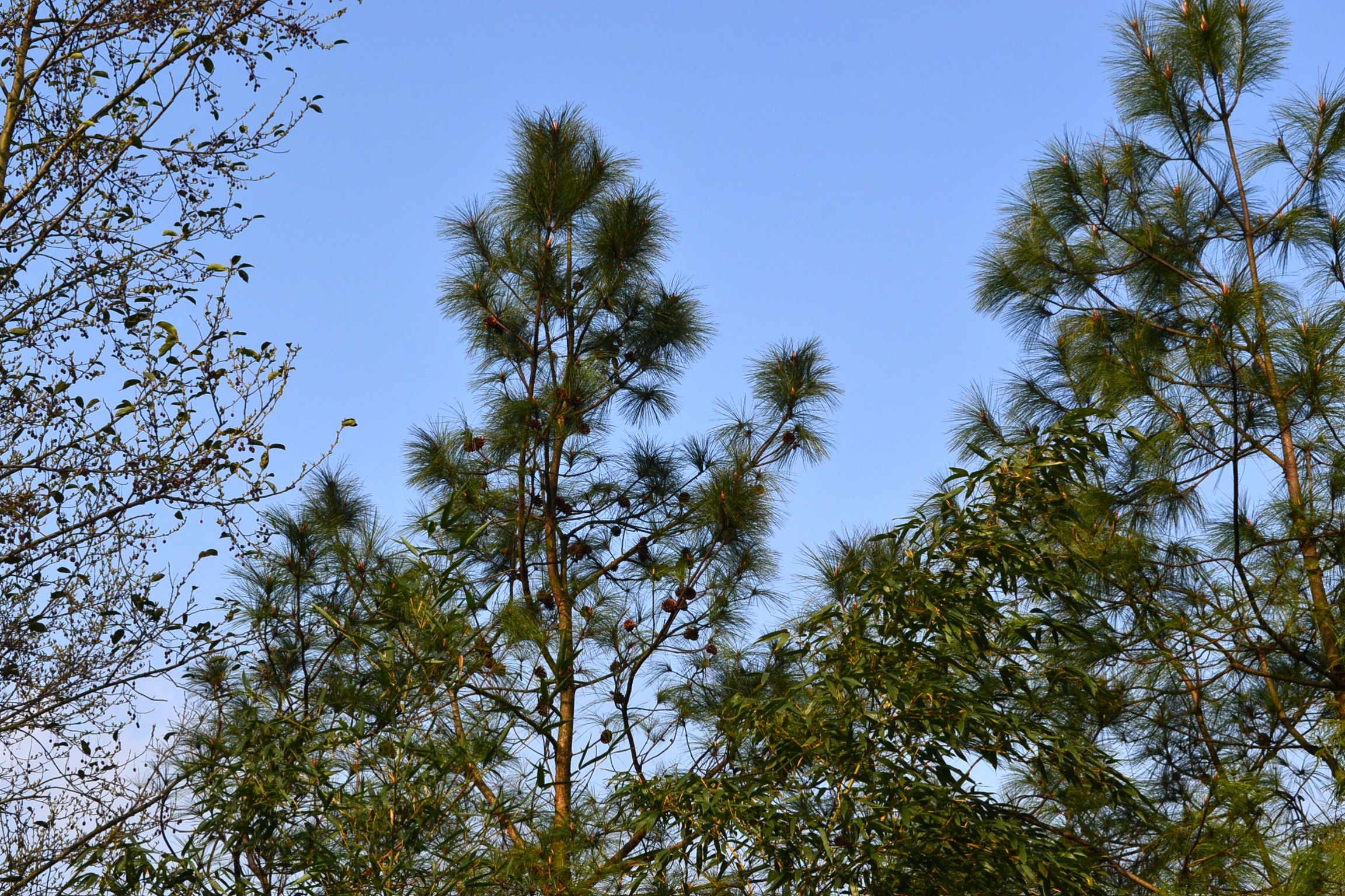 DSC_1034.JPG