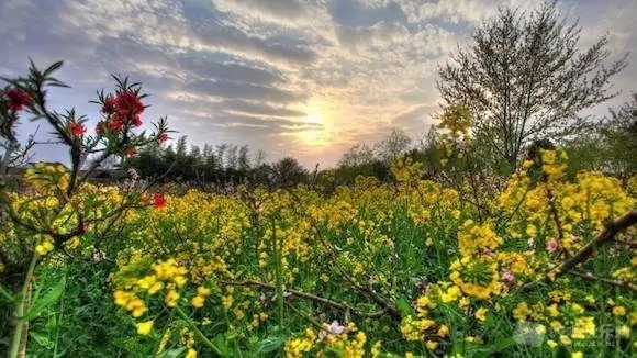 今春賞油菜花,這些地方很巴適!