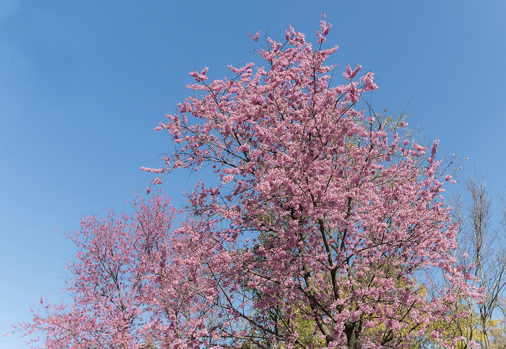 DSC_5241.jpg