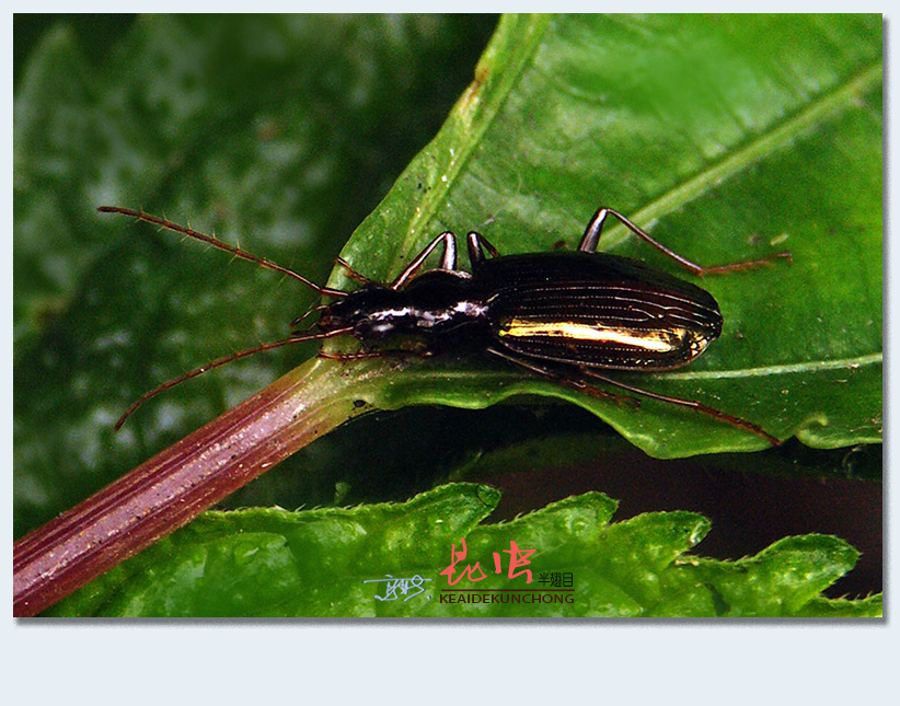 (原创)称霸世界的昆虫50——鞘翅目(七)