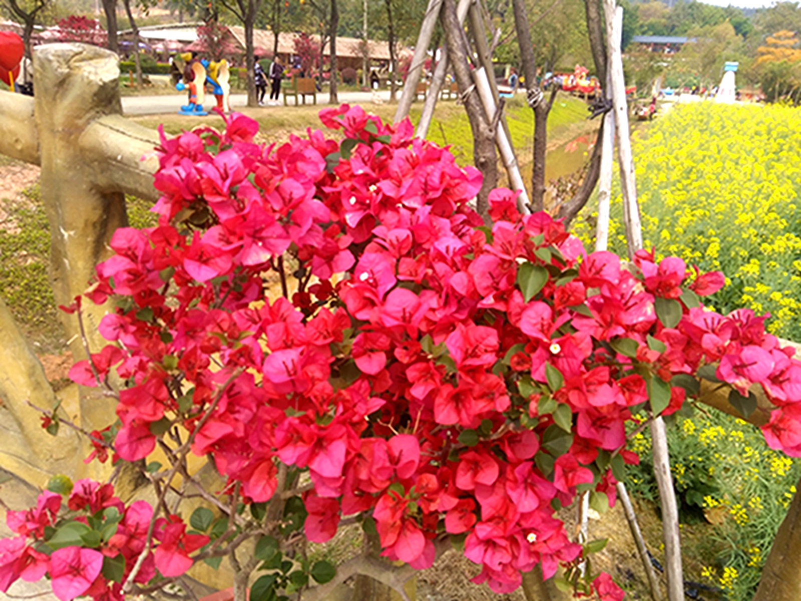 IMG_20170219_130712.jpg