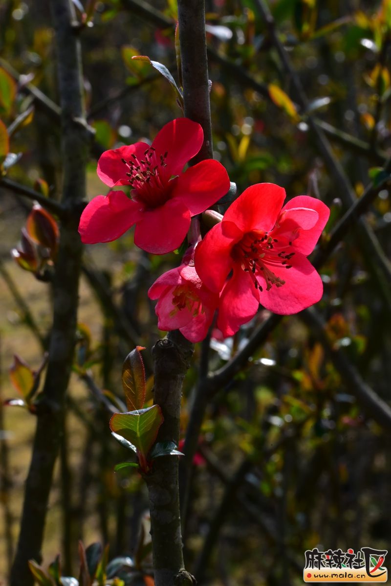 DSC_5992.JPG