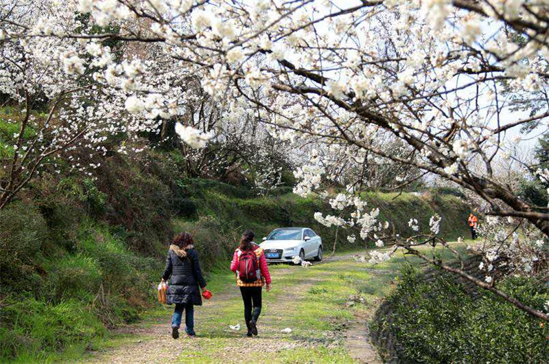 蒲江·光明鄉·櫻桃山萬畝櫻桃花活動回顧-走遍四川-四川旅遊絕區