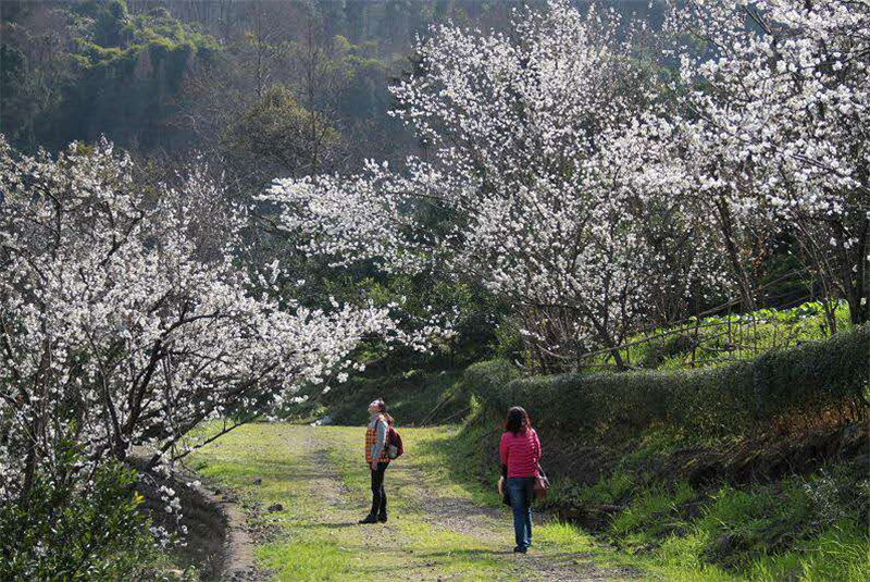 走在春天裡 | 蒲江·光明鄉·櫻桃山萬畝櫻桃花活動回顧