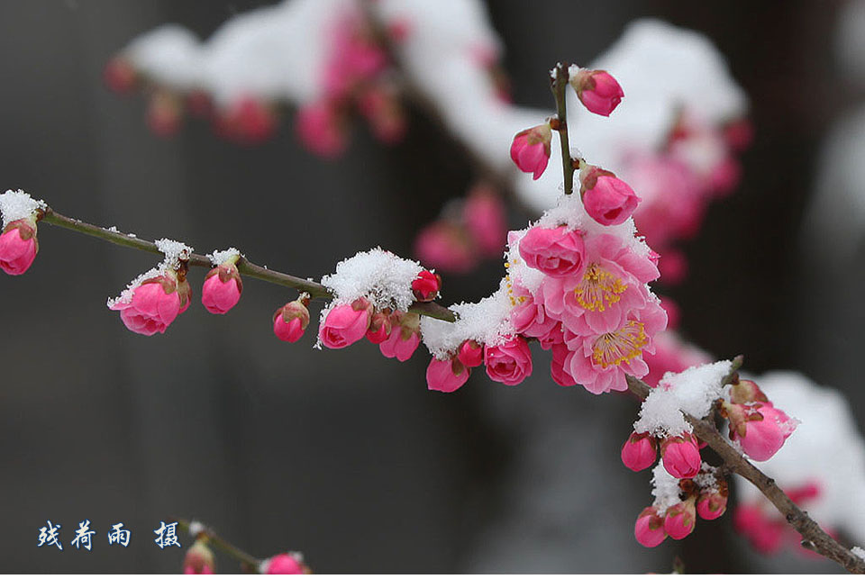 白雪紅梅-都江堰論壇-麻辣社區