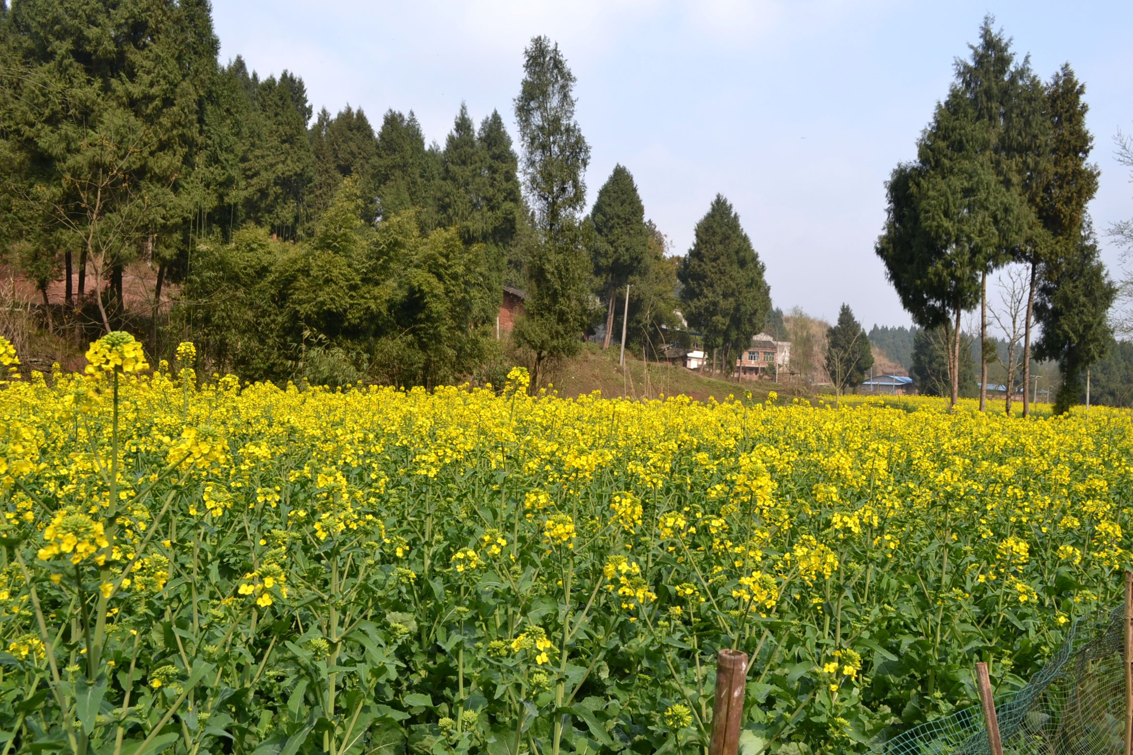 DSC_1482.JPG