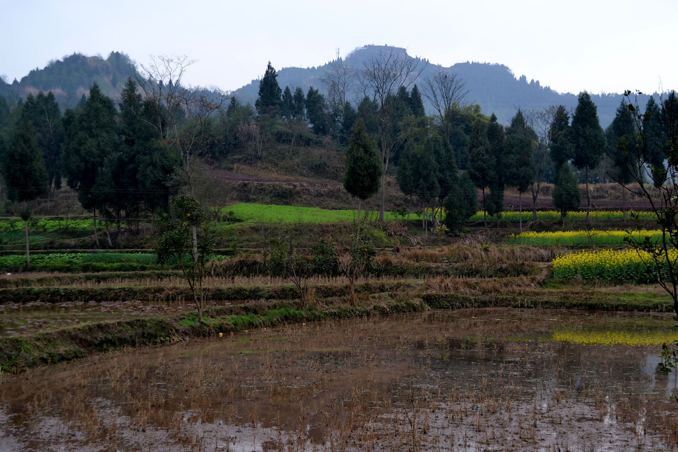 DSC_1526.JPG