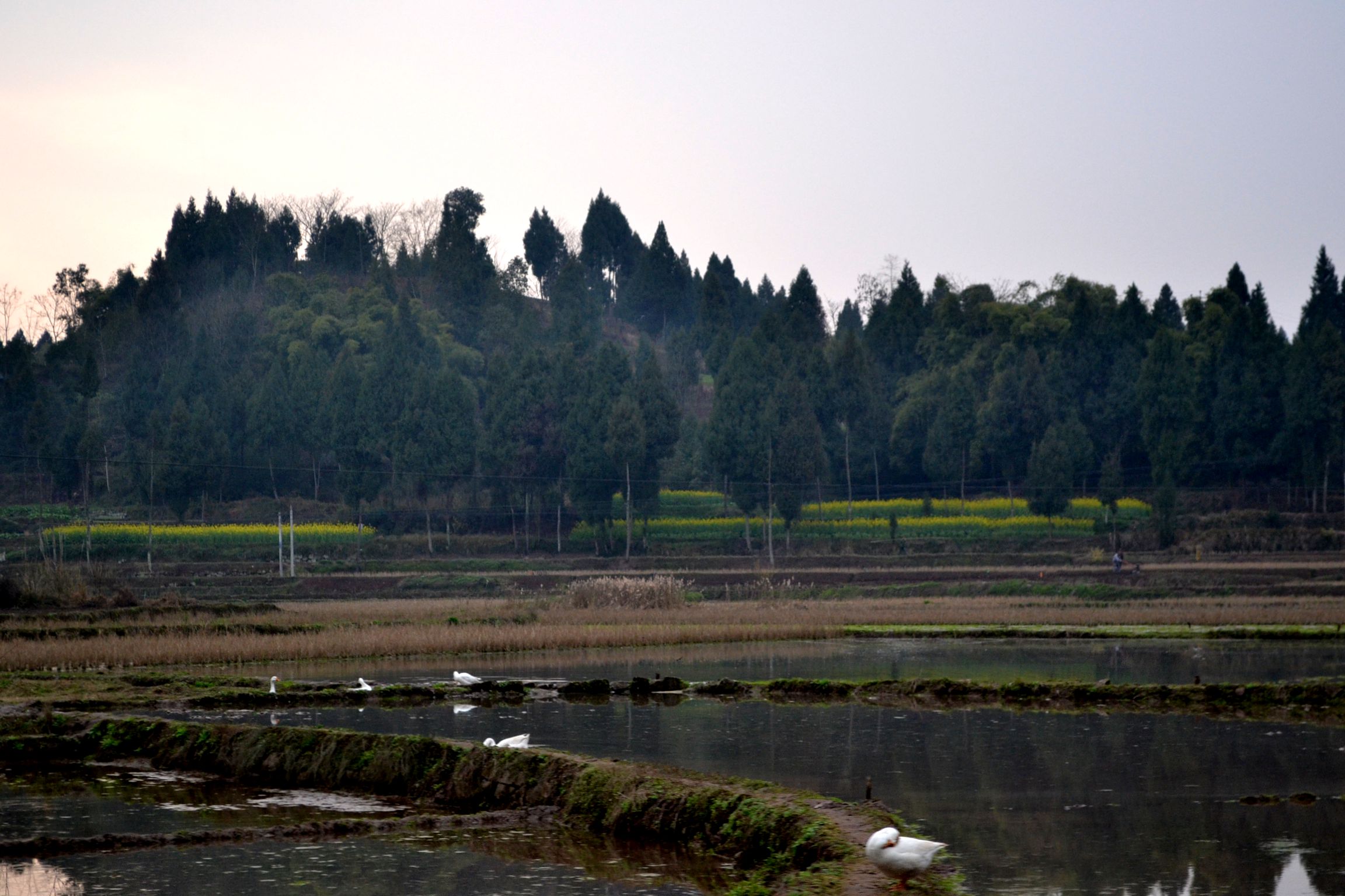 DSC_1545.JPG