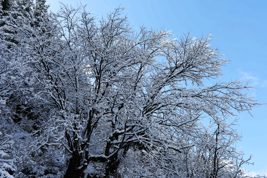 DSC_4198.jpg