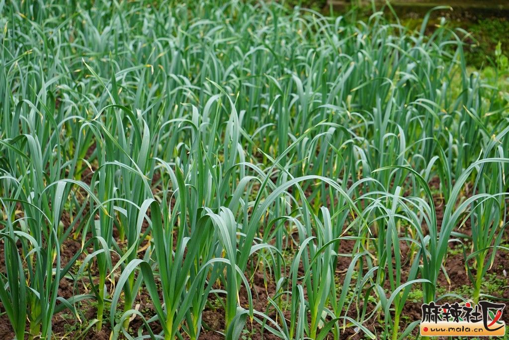 乡村美景&油菜花*胡豆花*梨花*桃花~~~-营山论坛-麻辣社区 四川第一