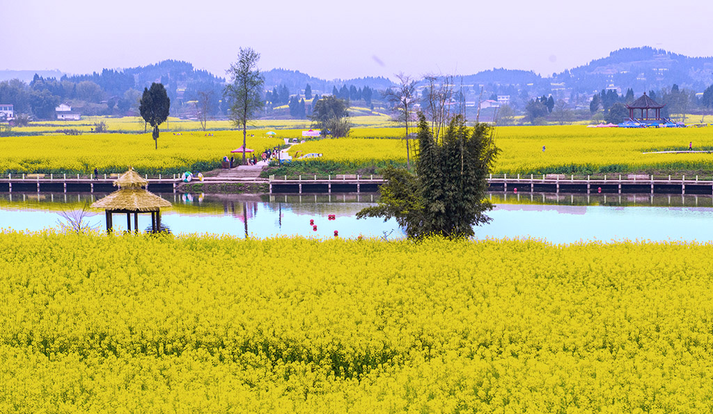 潼南崇龛油菜花图片