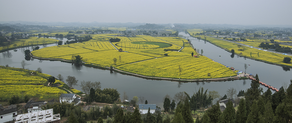 故乡潼南崇龛镇的油菜花