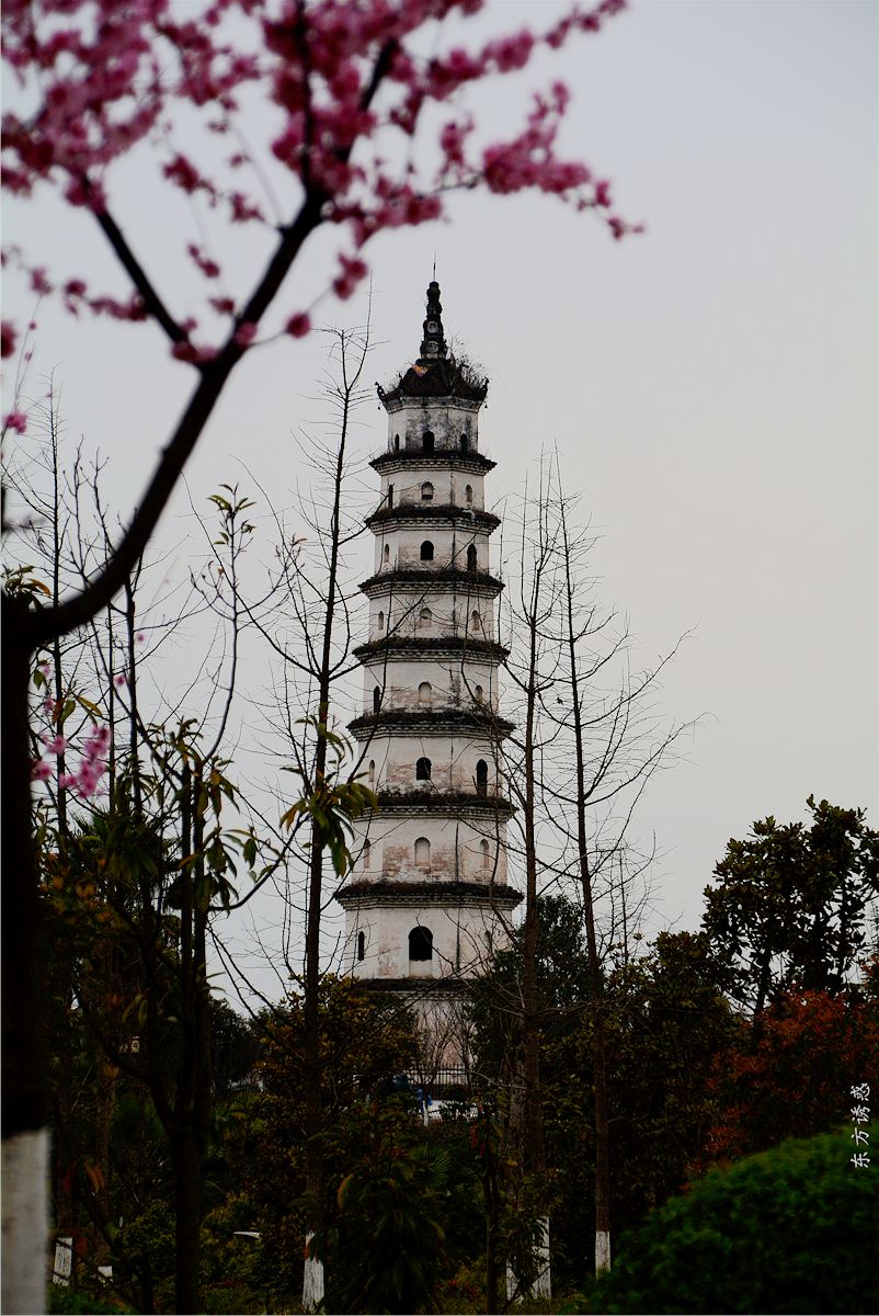 營山 白塔公園的玉蘭花開了,真漂亮!