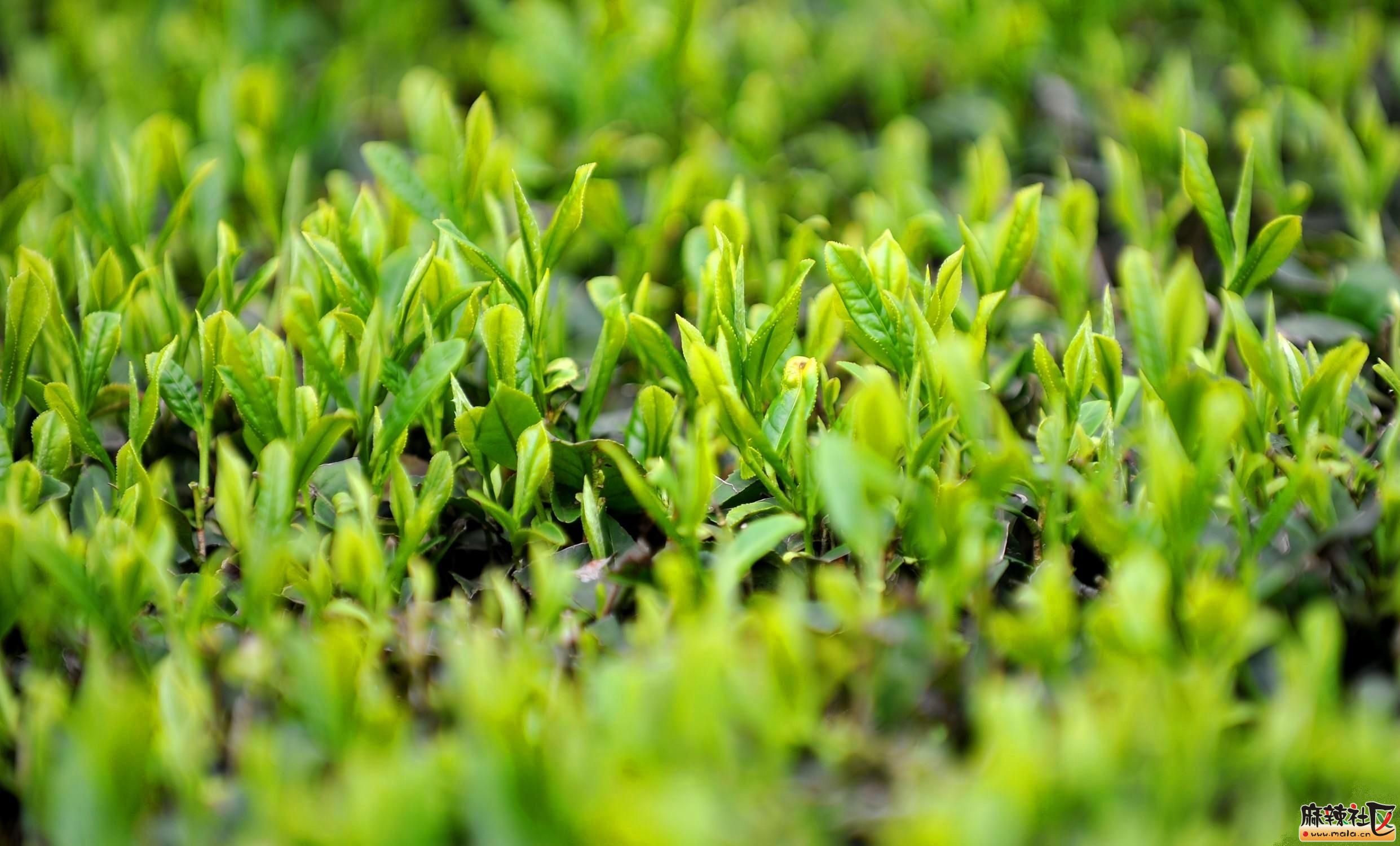 品一杯春天雅茶悟一怀故乡情浓