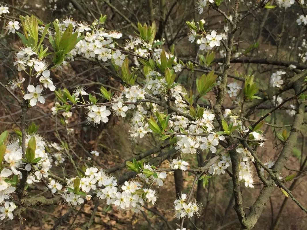 李花翻白手机拍