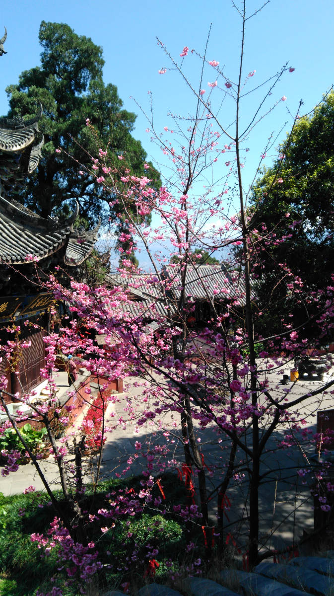 泸山光福寺的樱花开了