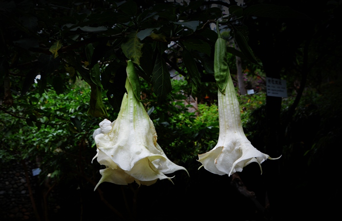 DSC_0624_.jpg