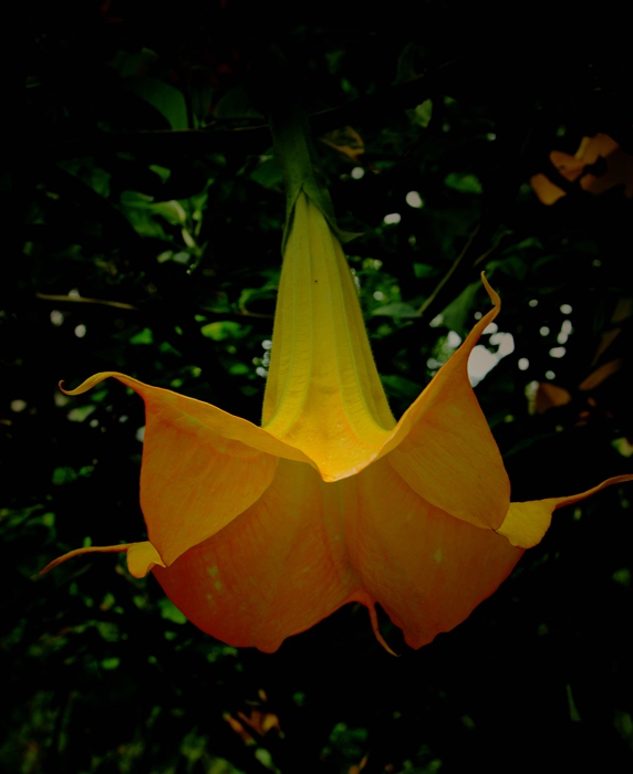 DSC_0645_.jpg