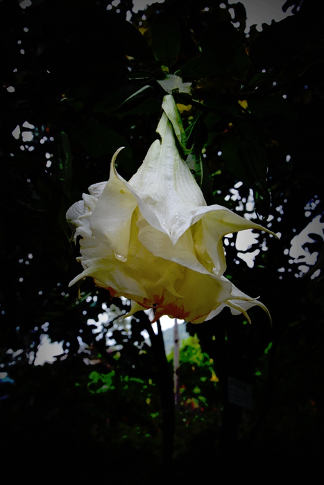 DSC_0625_.jpg