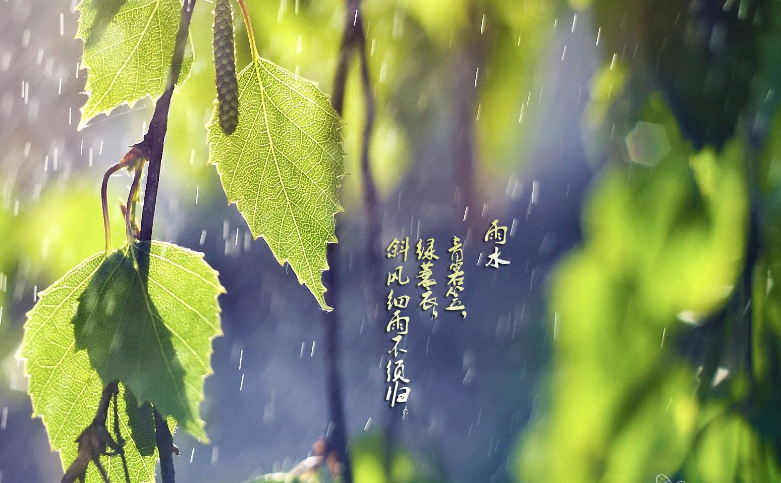 春雨图片大全 壁纸图片