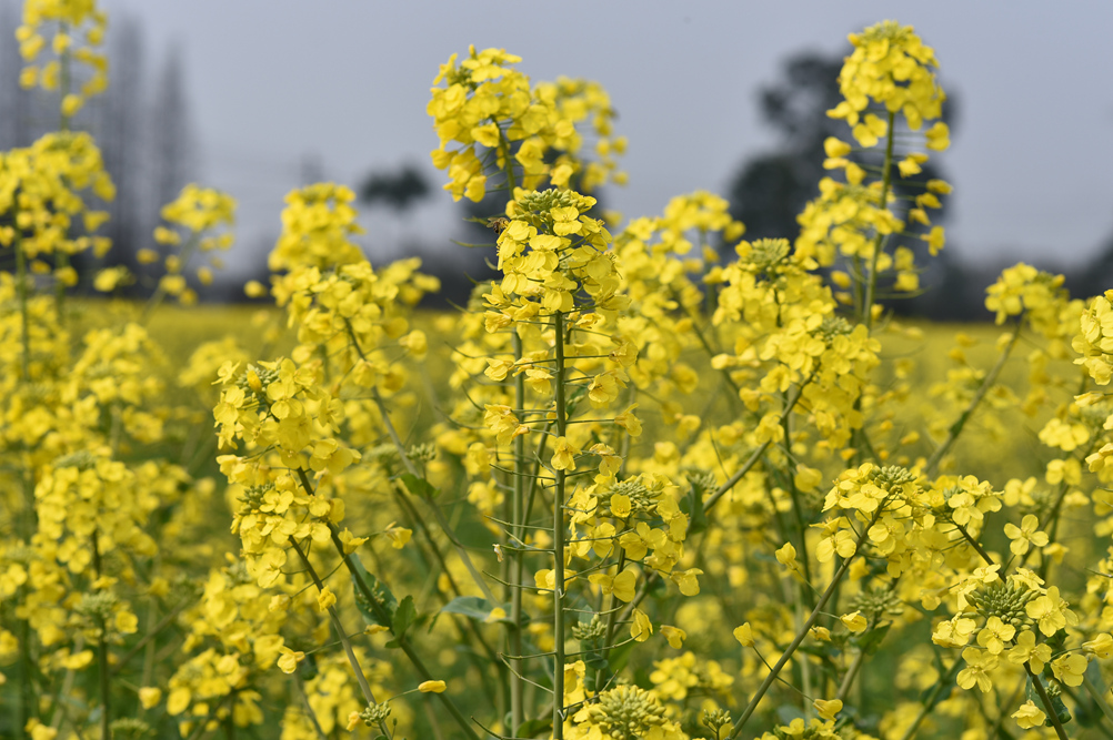 菜花盛开满眼春