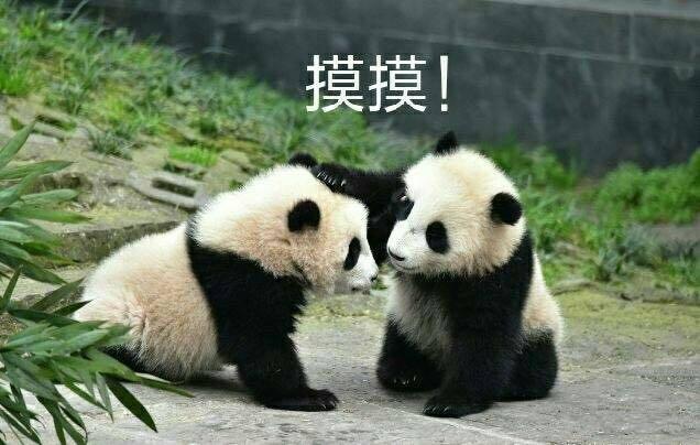 四川人斗图专业用的熊猫表情包,拿走不谢