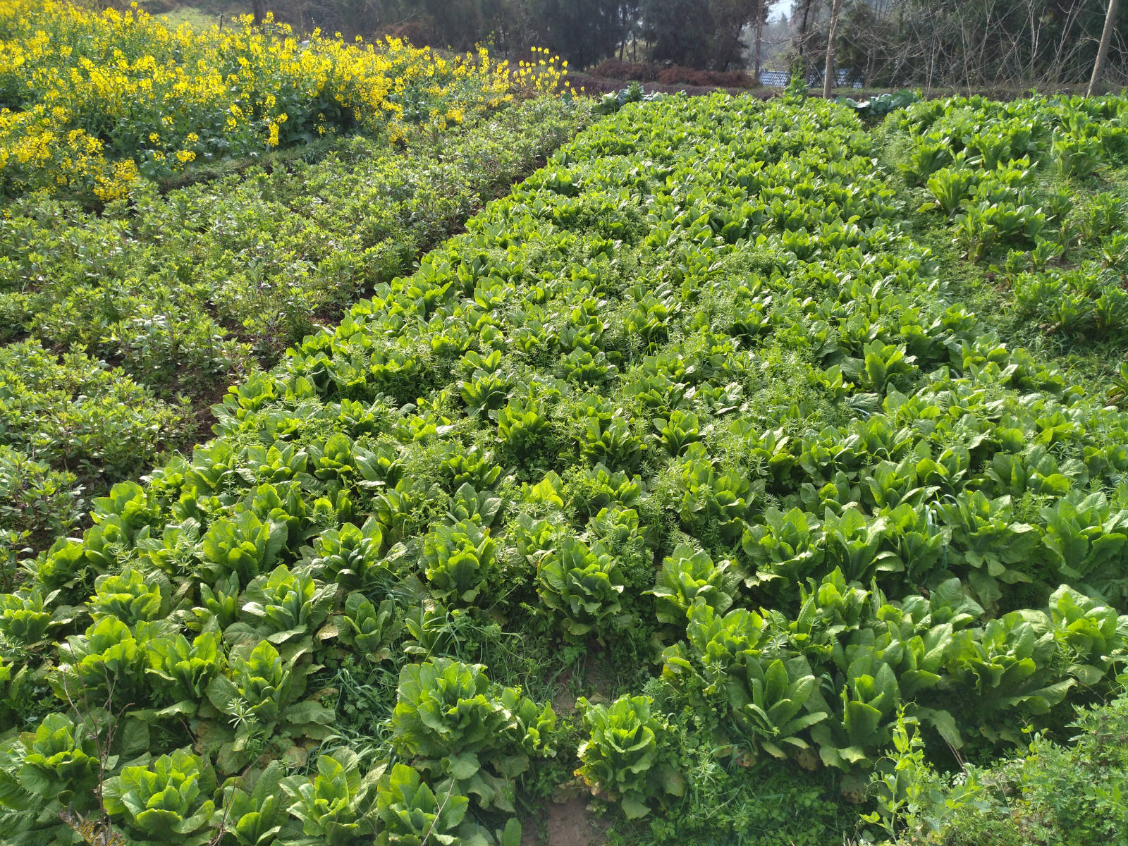 四川省巴中市花丛镇道山村一组贫困户出售蔬菜