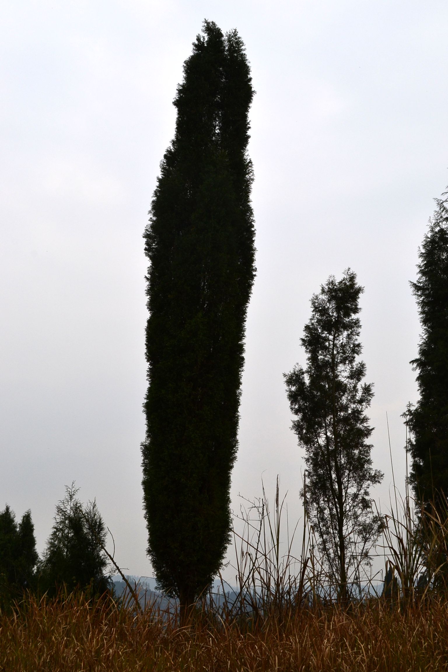 DSC_1690.JPG