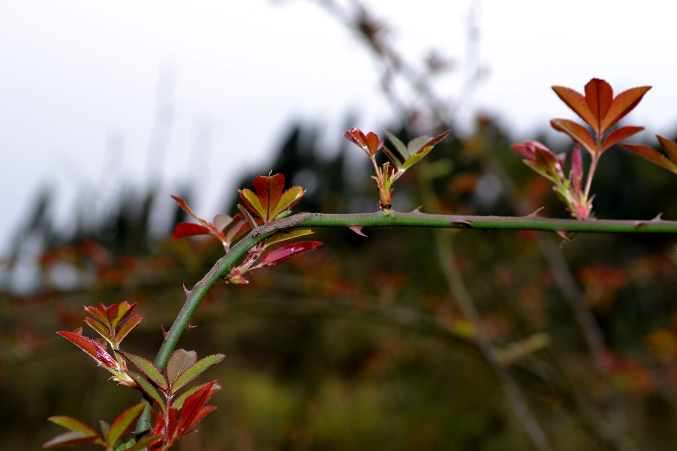 DSC_1670.JPG
