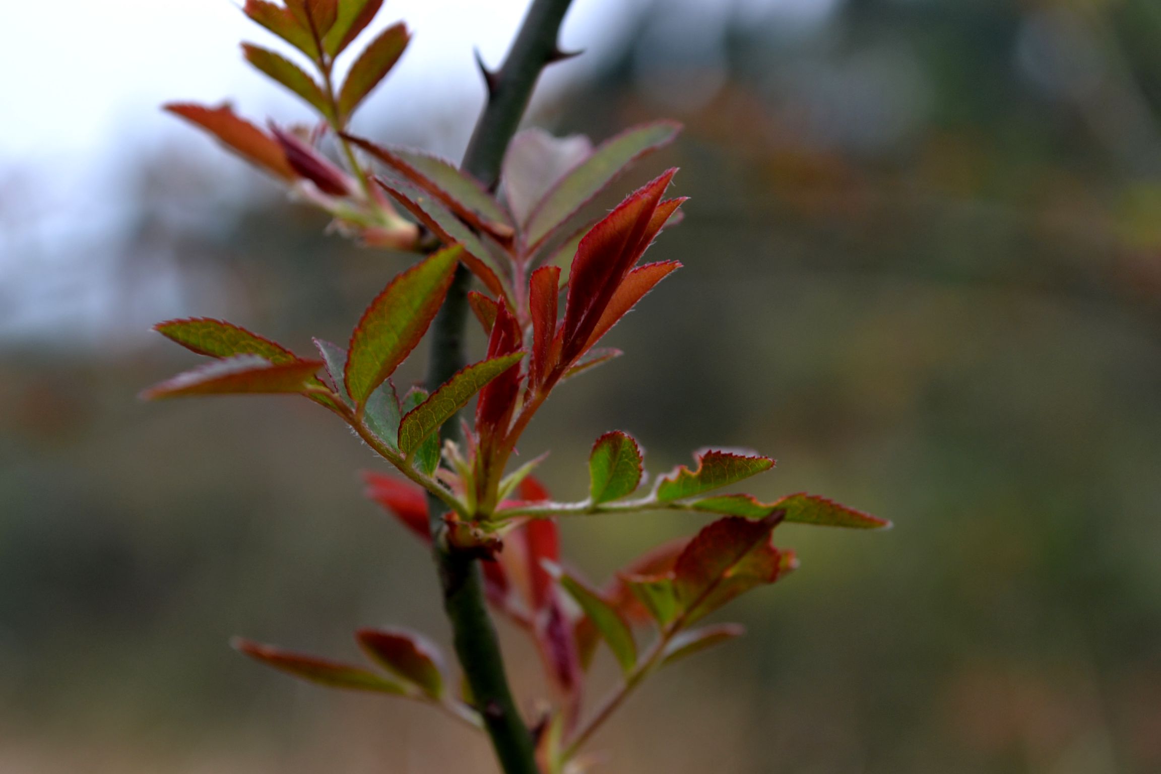 DSC_1671.JPG