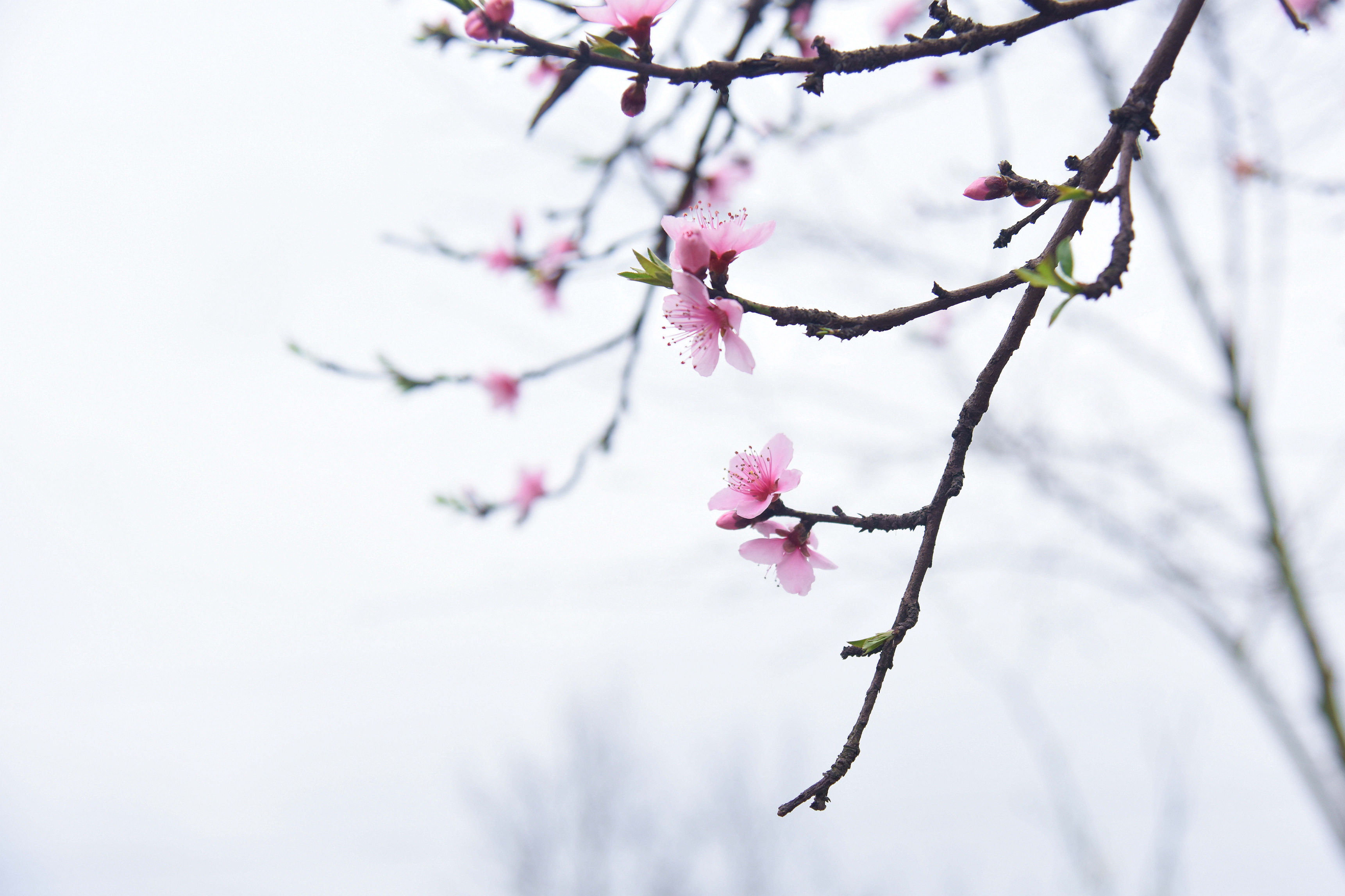 野草闲花逢春生恐怖图片