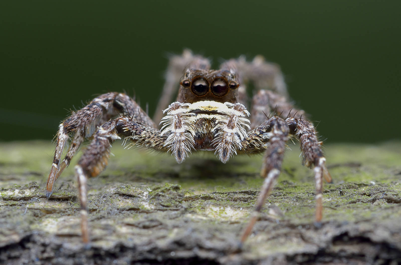 能力超常的蜘蛛杀手——孔蛛
