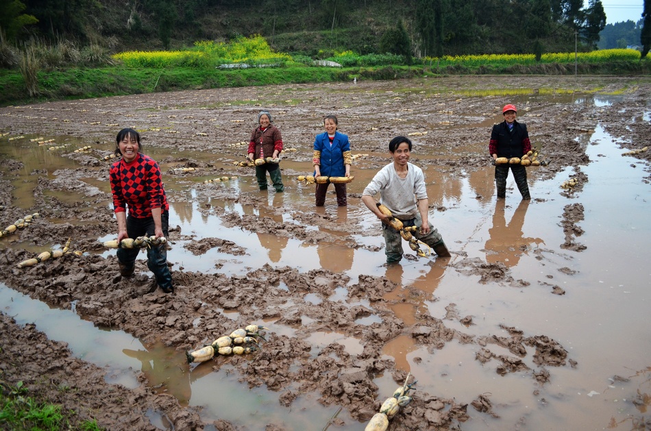 营山:城南镇大力种植莲藕助农民增收