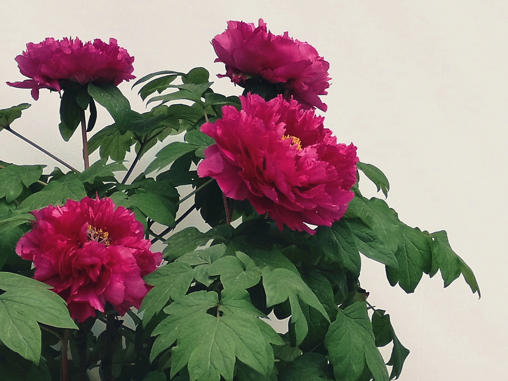 牡丹花(手机拍摄)