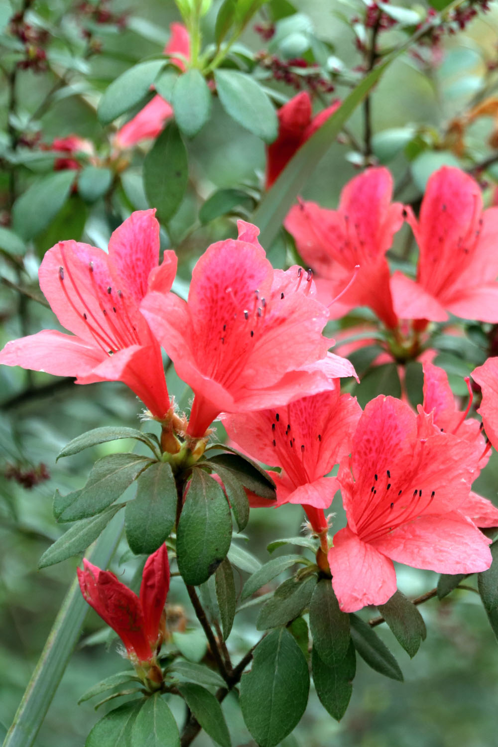 山上的映山红开了
