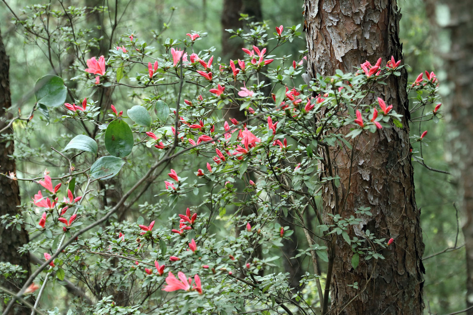 山上的映山紅開了