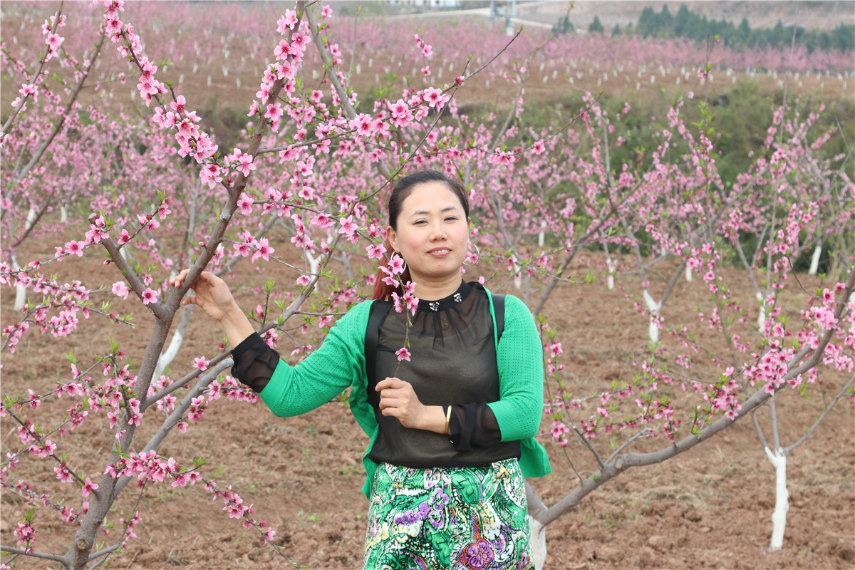 西充古楼:元斗桃园新基地 迎来美女赏桃花(自拍