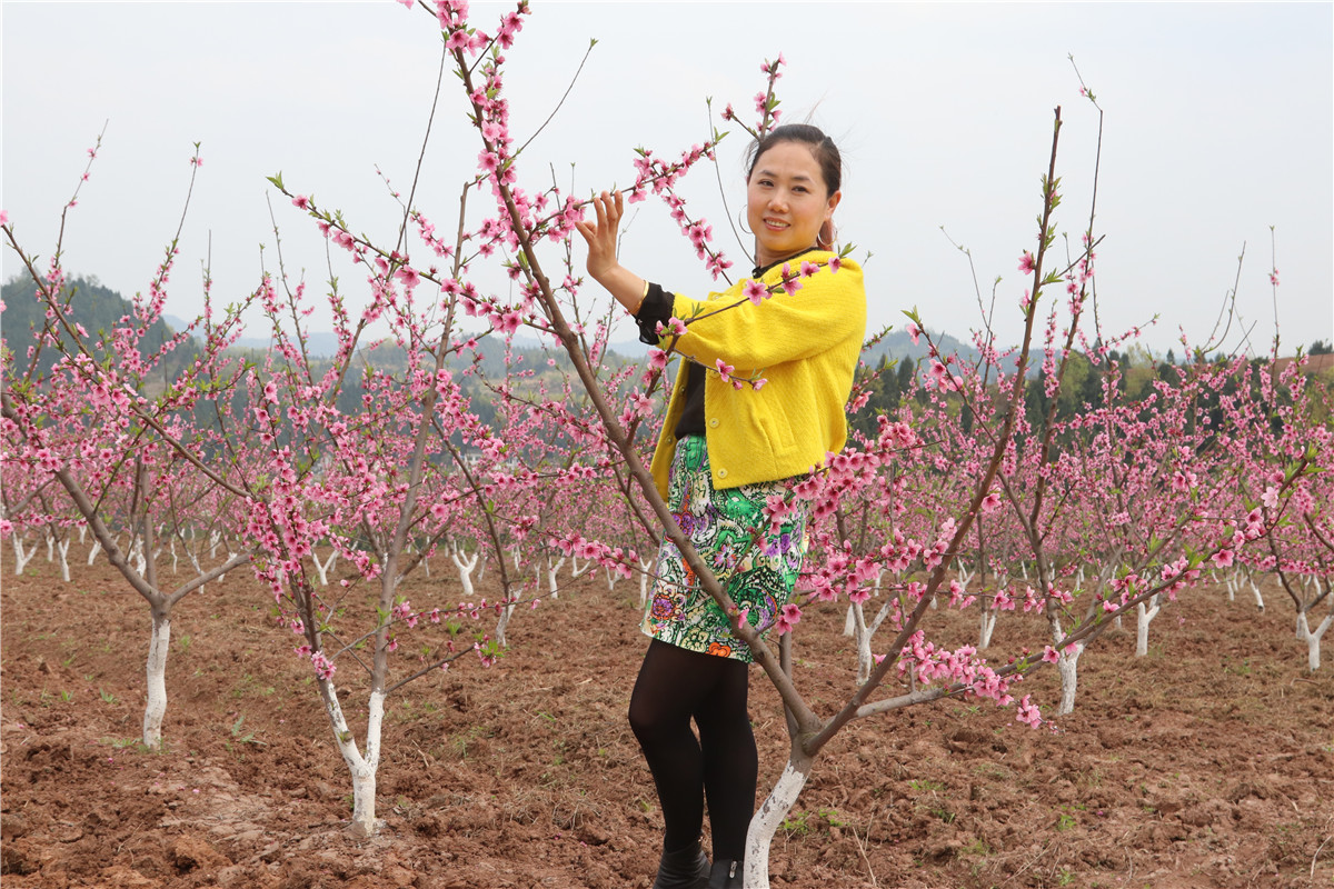 西充古楼:元斗桃园新基地 迎来美女赏桃花(自拍