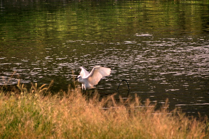 DSC_2672.jpg