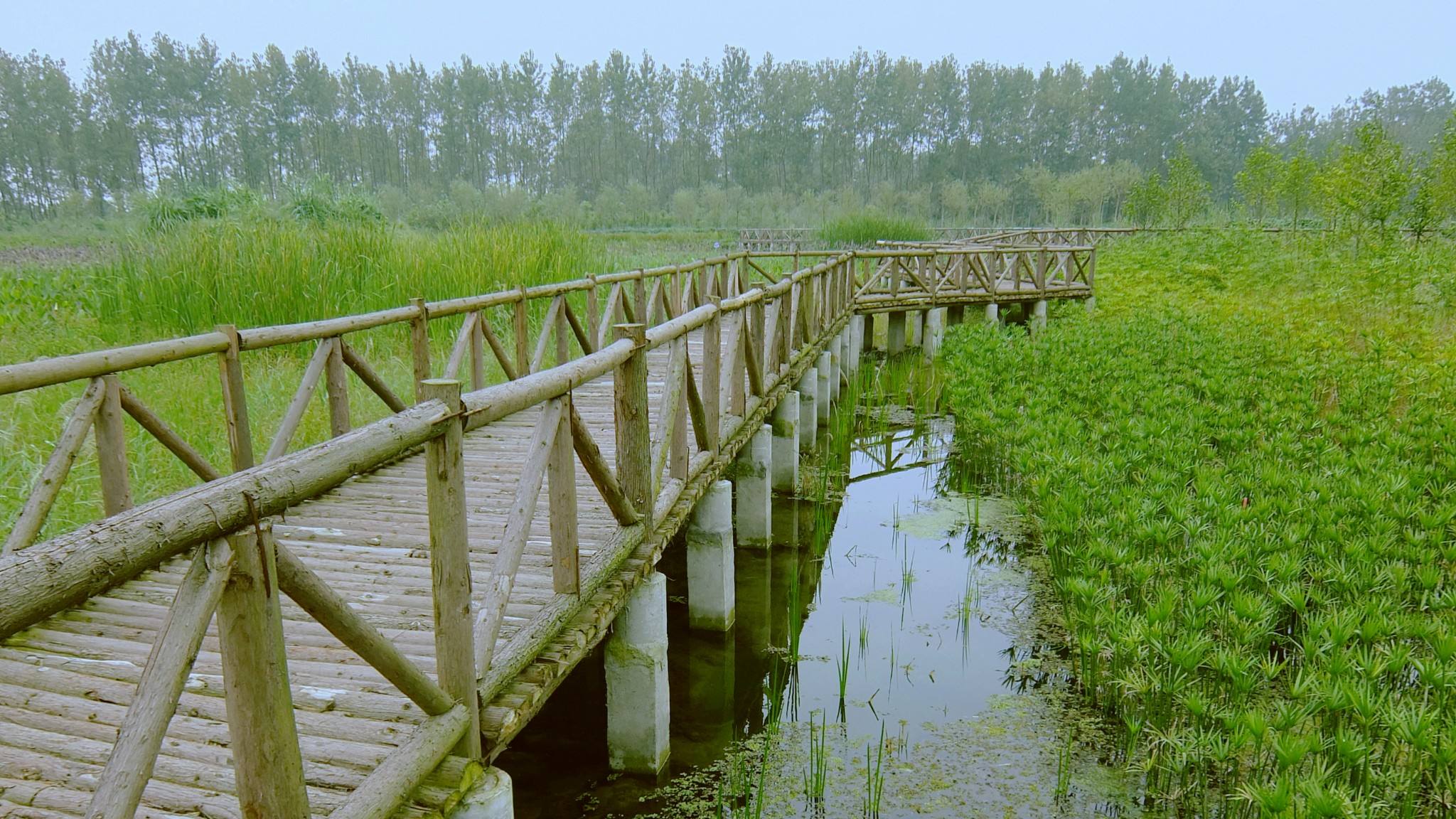 环保公益行我今天才晓得原来云桥湿地是他发现的