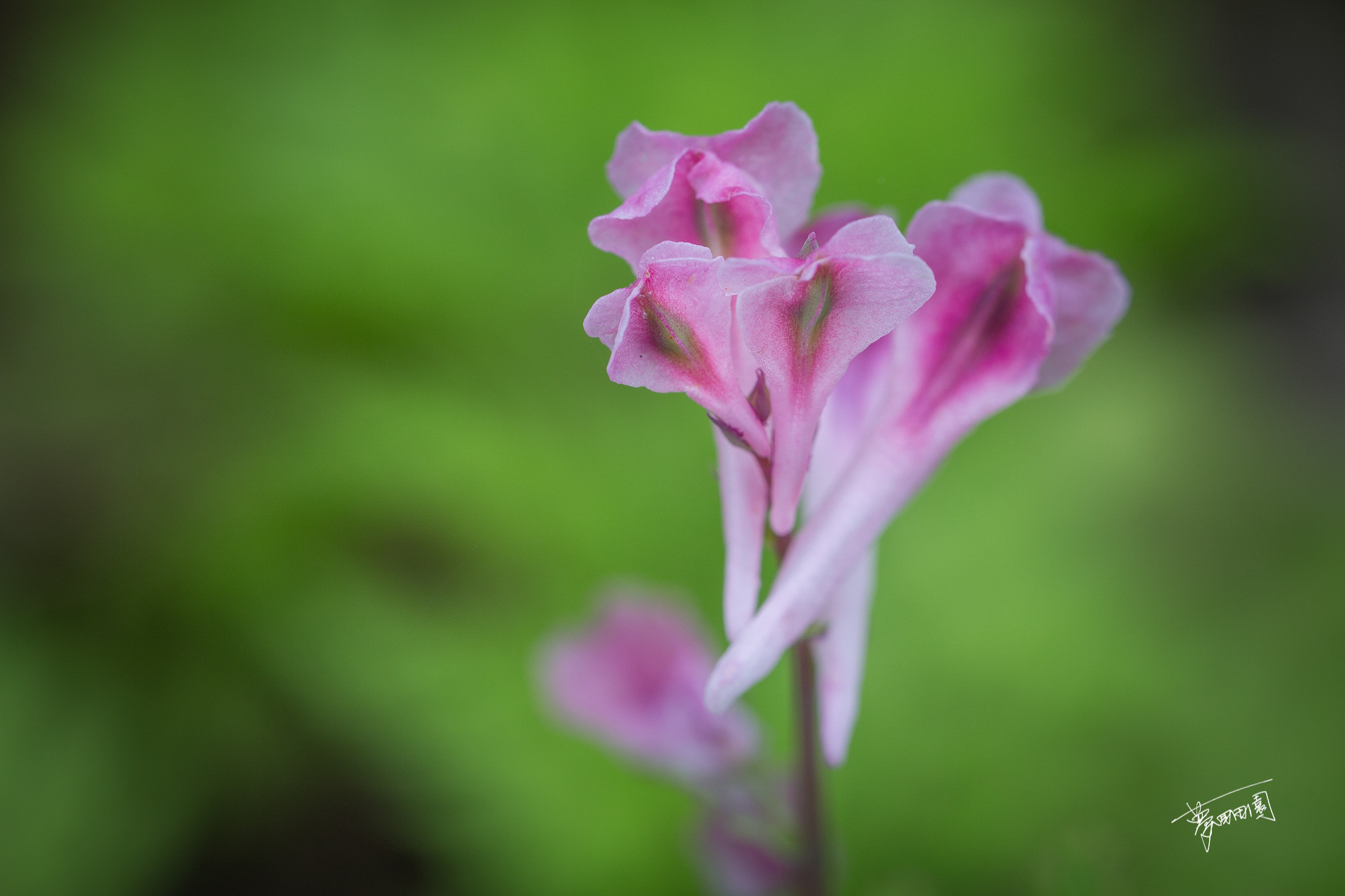 春花-营山论坛-麻辣社区 四川第一网络社区 你的言论 影响四川
