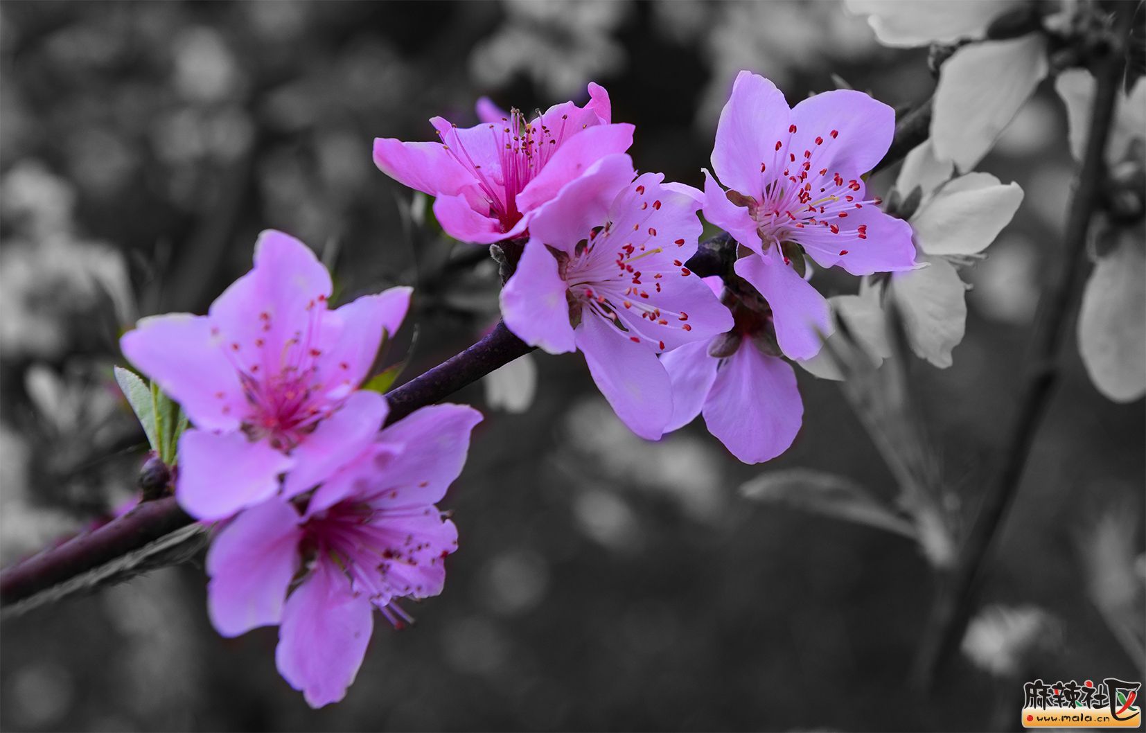 DSC_3604.jpg