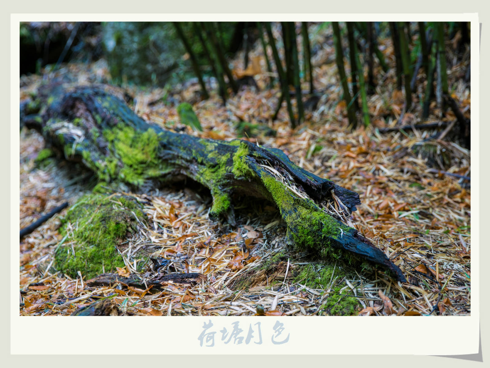 152454n7pwdw1eqwws1tzp.jpg