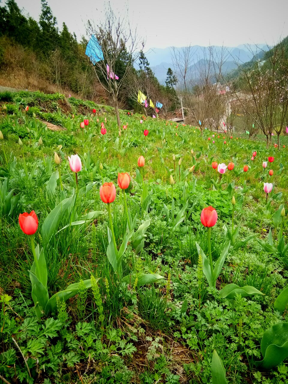 城口九重花岭图片