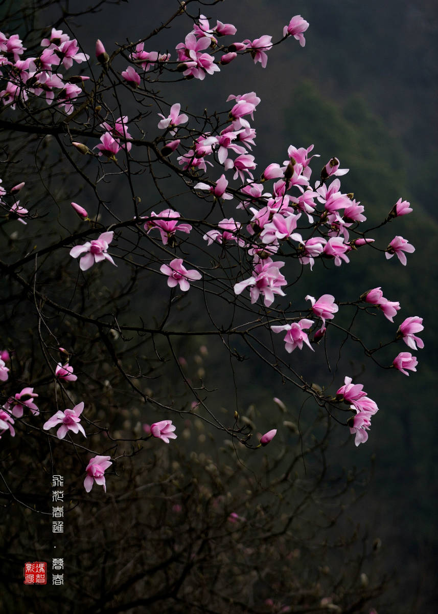 飞花春尽暮春药王谷辛夷花